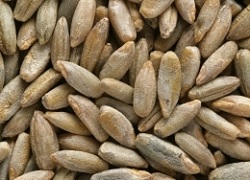 Інфіковане зерно є основним джерелом інфекції летючої сажки
